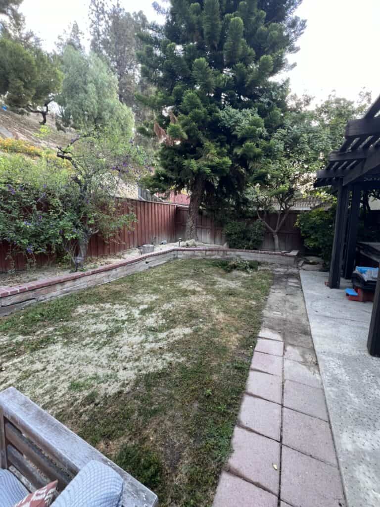 Backyard turf, before