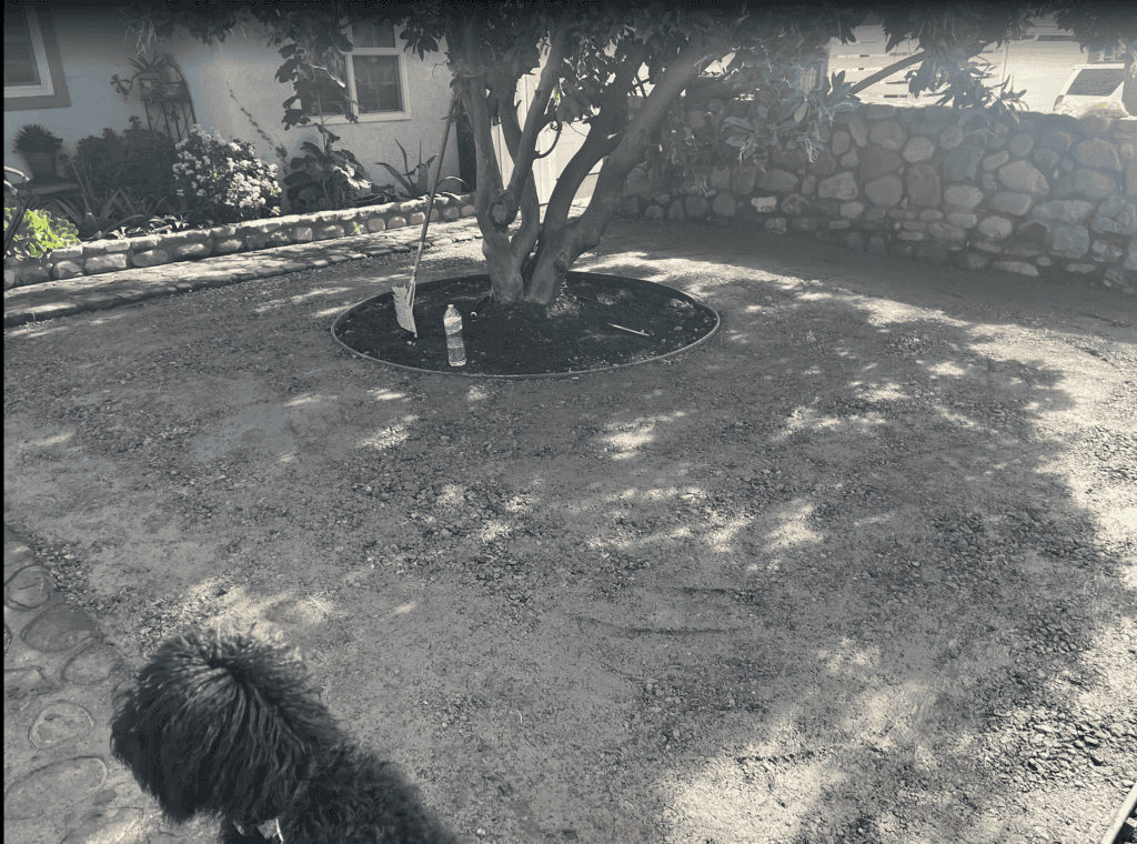 Backyard remodel, before