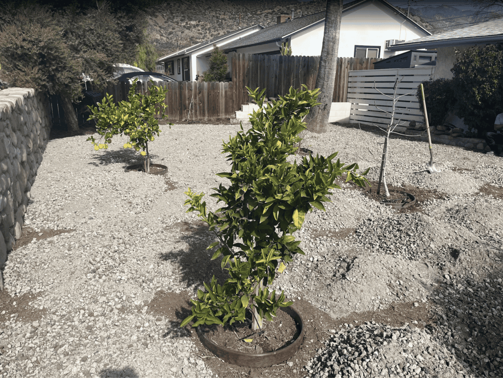 Backyard remodel, before